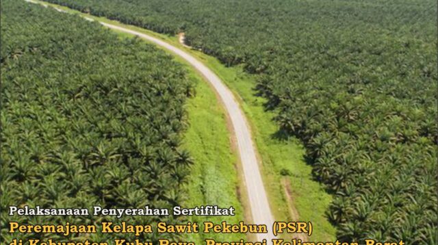 Sertifikat Peremajaan Kelapa Sawit Pekebun